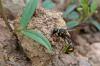 Eumenes coronatus